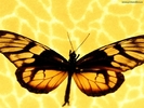 ib_p064_1_5[1]