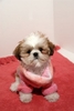 anunt-www-caini-pisici-ro-vinde-catel-shih-tzu-19204-296