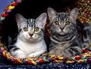 Cat From TV Cats Wallpapers Poze Pisici Pisicute