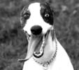 funny-dogs