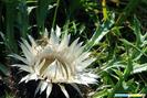 35_carlina_acaulis_cu_cosas