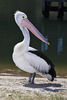 400px-pelican_lakes_entrance02-australian-pelican