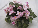 Saintpaulia Genetic Blush 13