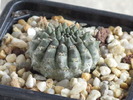 Euphorbia gymncalicioydes (nealtoita)