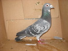 mascul 2008