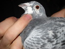 femela 2008