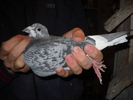 femela 2008
