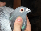 mascul 2008