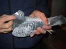 mascul 2008
