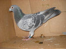 mascul 2008
