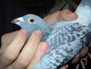 femela 2008