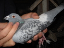 femela 2008