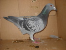 femela 2008