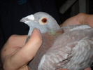 mascul 2008