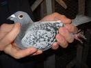 femela 2008