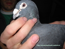 mascul 2008