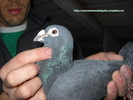 mascul 2008