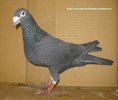 mascul 2008