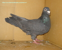 femela 2008
