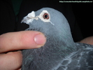 mascul 2007