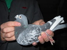mascul 2007
