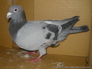femela 2007