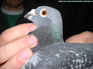 mascul 2007