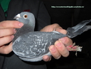 mascul 2007