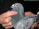 mascul 2007