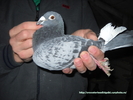 mascul 2007
