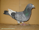mascul 2007