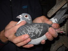 femela 2009