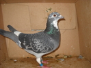 femela 2009