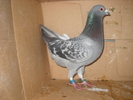 mascul 2009