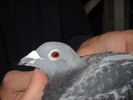 femela 2008