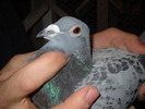 femela 2009