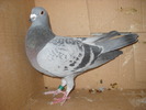 femela 2009