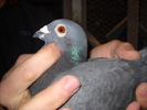 mascul 2009