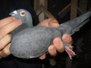mascul 2009