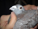 mascul 2007