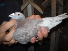 mascul 2007
