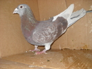 mascul 2007