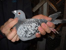 femala 2008