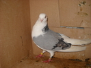 Picture 215