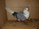 Picture 227