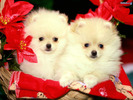 cuteness--dogs-248617_1024_768