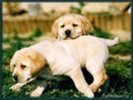 Laborador-puppy-dogs-1082711_120_90