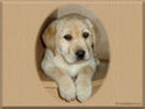Laborador-puppy-dogs-1082712_120_90