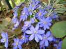 Hepatica Transilvanica