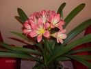 005 clivia